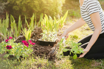 A young woman planting petunia flowers in the garden. Gardening, botanical concept. Selective focus.
