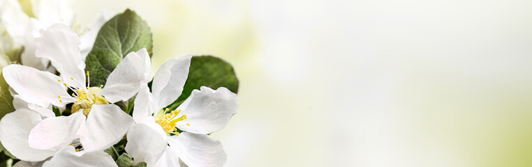 Blooming white apple tree branch at springtime. Spring border, web banner, background. Copy space.