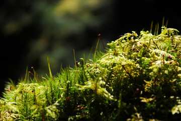 Macro of flower and plants