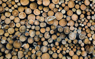texture photo of stacked firewood. wooden logs are folded and represent an interesting texture