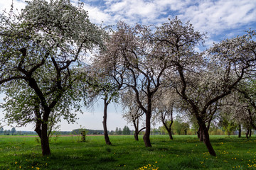 Wiosna na Podlasiu. Stary sad. Kwitnące drzewa owocowe, Podlasie, Polska