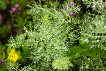 Dew drops on the flowers and plants, macro and close-up photo, nature background.