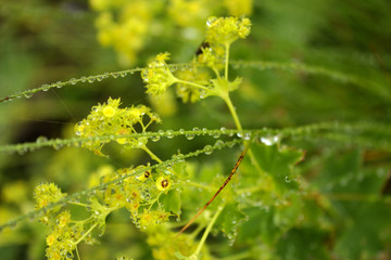 Dew drops on the flowers and plants, macro and close-up photo, nature background.