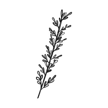 A sprig of thyme. Herbs for cooking, cooking. Doodle style. Drawn by hand and isolated on a white background. For menu design, recipes, and food packaging. Black and white vector illustration.