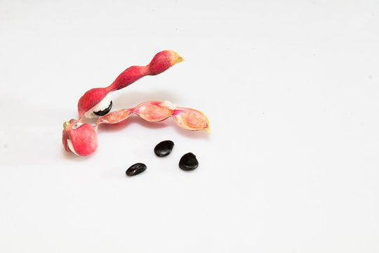 Pithecellobium dulce or madras thorn on white background