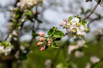 Wiosna na Podlasiu. Stary sad. Kwitnące drzewa owocowe, Podlasie, Polska
