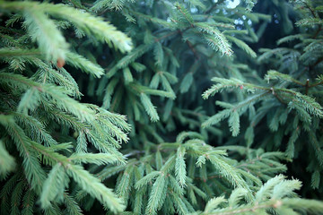 green spruce branches background abstract