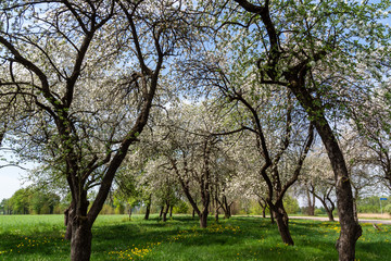 Obraz premium Wiosna na Podlasiu. Stary sad. Kwitnące drzewa owocowe, Podlasie, Polska