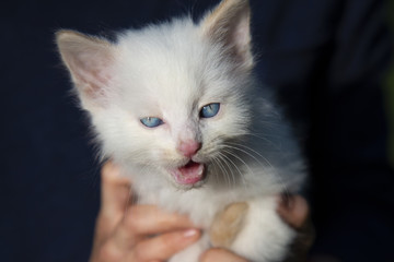 A small white kitten with blue eyes meows in hands.