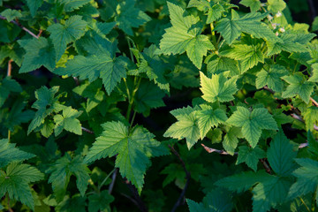 Fototapeta na wymiar Green young leaves of a currant bush.