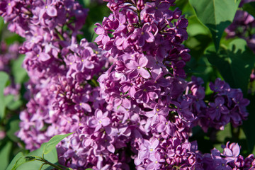 Bright blooming lilac close-up