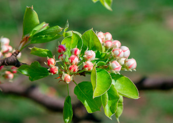 Beautiful blooming pear tree branch with pink flowers, buds and green leaves. Spring nature background. 