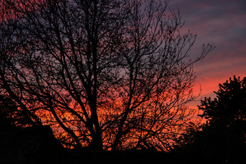 Brennender Himmel - Abendrot und romantischer Sonnenuntergang über Sträucher und Bäumen