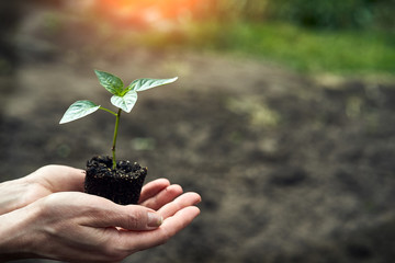 hand holding young plant on blur green nature. concept eco earth day