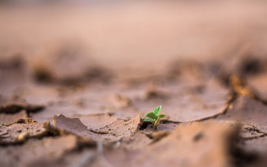 Growth of trees in drought crisis, Living with tree drought.