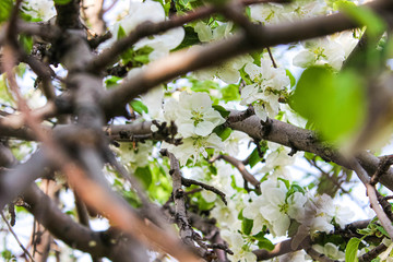 White Apple blossoms through blurred branches in the foreground.