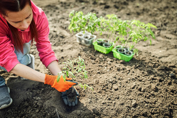 The young tomato seedling ready to plant in the ground.