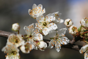 White cherry flowers close-up on a twig against a clear blue sky on a Sunny day.