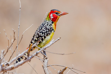 A Barbet Bird resting on a tree trunk