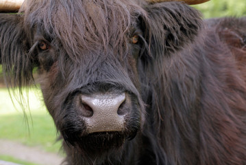 Fototapeta premium Close-up of a highland cattle