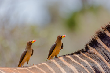 Yellow bill ox packer on the back of a zebra