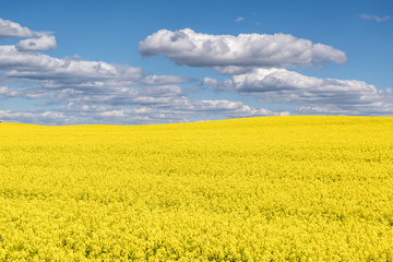 Obraz premium Field of beautiful springtime golden flower of rapeseed with blue sky