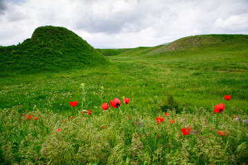 Red poppies on a background of mountains. Beautiful summer landscape with blooming poppies field. Kyrgyzstan Tourism and travel.