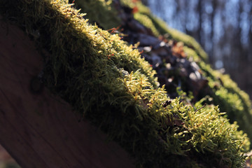 moss on tree trunk