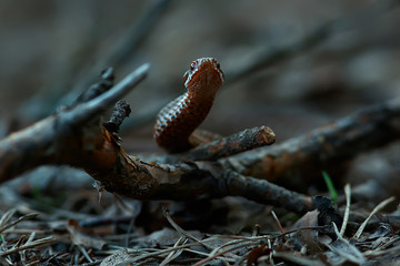 poisonous dangerous snake, viper in the wild, Russia swamp