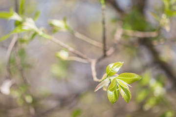 Fresh green leaves on the branches from put forth fresh leaves (Bud or Sprout) on tree in nature background