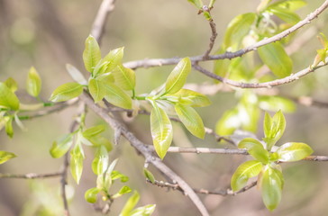 Fresh green leaves on the branches from put forth fresh leaves (Bud or Sprout) on tree in nature background