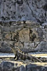 big iguana basking in the sun in mexico, animal yucatan