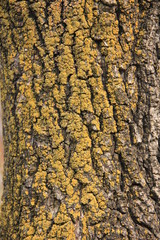 background macro photo bark of an old tree covered with yellow lichen