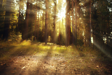 sun rays in coniferous forest, abstract landscape summer forest, beautiful wilderness nature