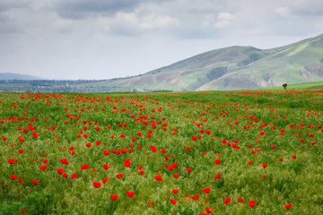 Obraz premium Red poppies on a background of mountains. Beautiful summer landscape with blooming poppies field. Kyrgyzstan Tourism and travel.