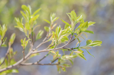 Fresh green leaves on the branches from put forth fresh leaves (Bud or Sprout) on tree in nature background