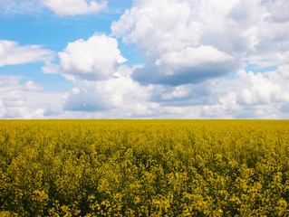 Obraz premium Spring landscape: blue sky with white clouds over a bright yellow field with blooming rape. Cultivation of industrial crops in agriculture. Background. Selective focus. Сopy space.