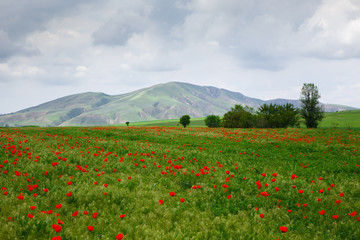 Red poppies on a background of mountains. Beautiful summer landscape with blooming poppies field. Kyrgyzstan Tourism and travel.