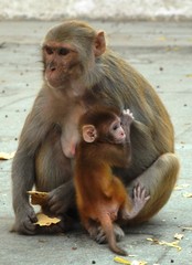 mother and baby macaque