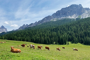 A herd of cows on a background of green pasture, coniferous forest, high mountains and blue sky. Rural landscape in the Dolomites, Italy. Simmental breed of cows.