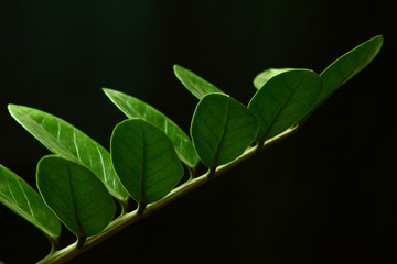 green leaf in a row isolated in black
