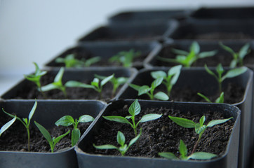 background bright juicy spring pepper seedlings