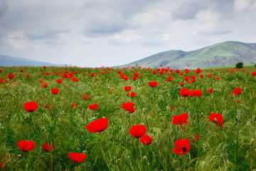 Blooming meadow of red poppies. Beautiful summer landscape with blooming poppies field. Kyrgyzstan Tourism and travel.