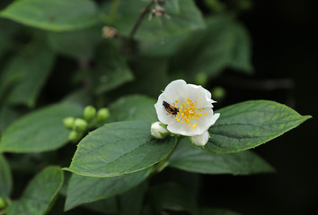 Marienkäfer Larve 