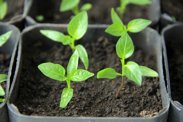 background bright juicy spring pepper seedlings