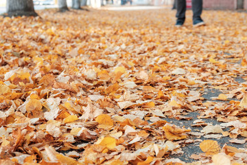 Autumn sidewalk covered with leaves on the background of the feet of a passerby