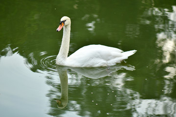 Fototapeta premium Swan and cygnet