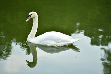 Swan and cygnet