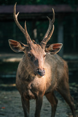 Brown Reindeer In Natural Park