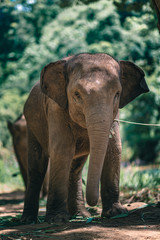 Fototapeta premium Elephant Rescue And Rehabilitation Nature Park 